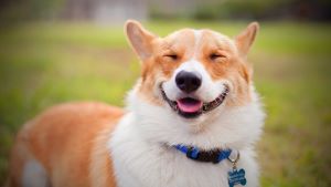 Corgi smiling