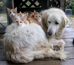 Labrador with kittens on back